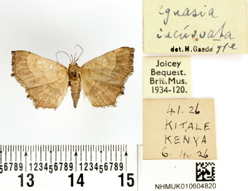 /filer/webapps/moths/media/images/I/incurvata_Egnasia_HT_BMNH.jpg