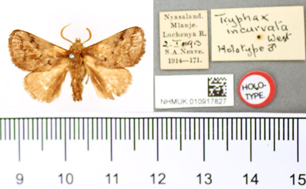 /filer/webapps/moths/media/images/I/incurvata_Tryphax_HT_BMNH.jpg