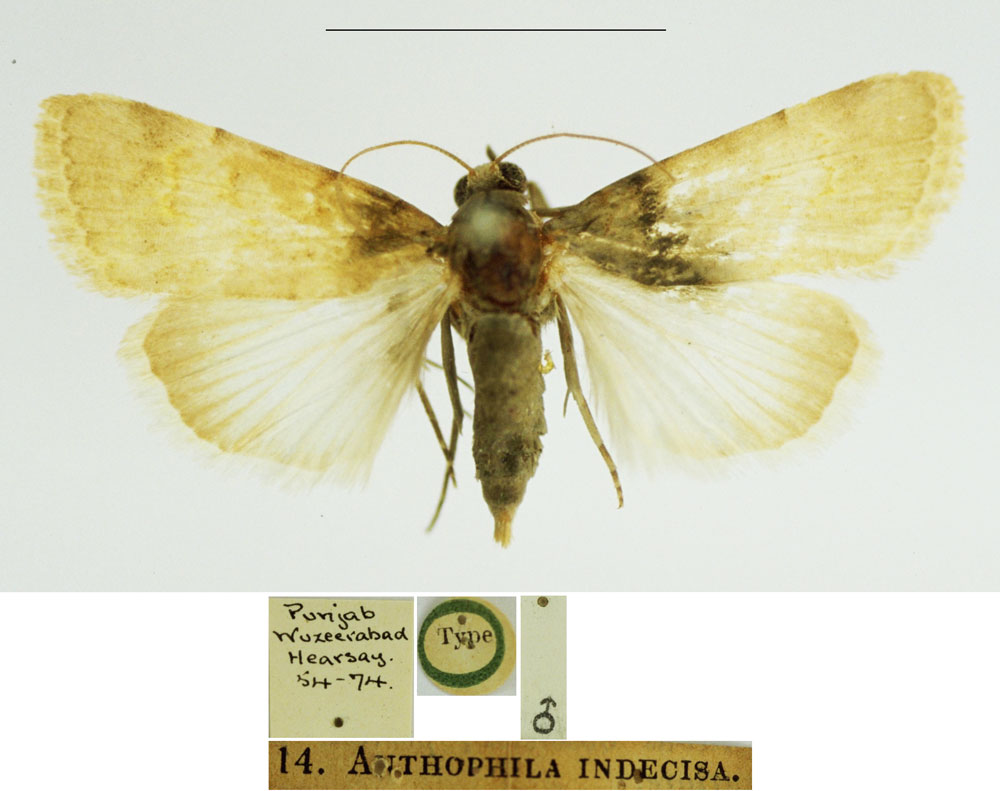 /filer/webapps/moths/media/images/I/indecisa_Anthophila_HT_BMNH.jpg
