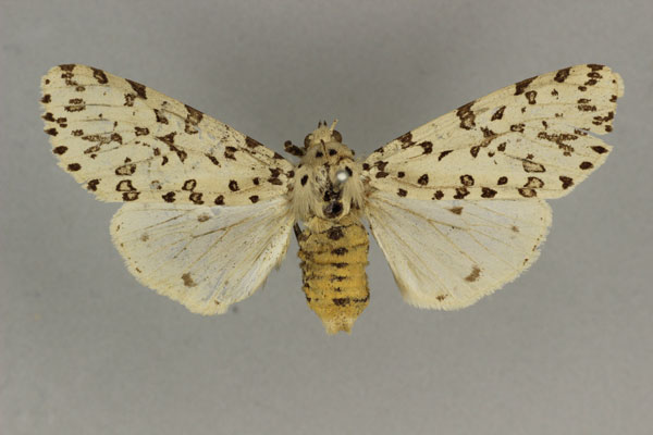 /filer/webapps/moths/media/images/I/indeterminata_Alpenus_LT_BMNH.jpg