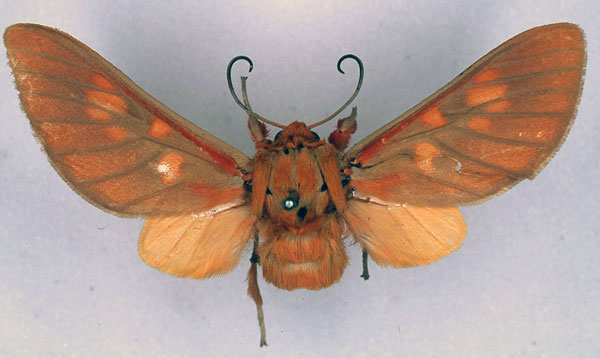 /filer/webapps/moths/media/images/I/inflammata_Balacra_HT_BMNH_01.jpg