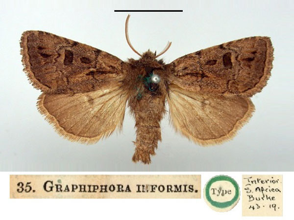 /filer/webapps/moths/media/images/I/informis_Graphiphora_HT_BMNH.jpg