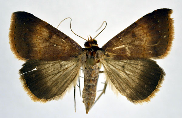 /filer/webapps/moths/media/images/I/infuscata_Plecoptera_A_NHMO.jpg
