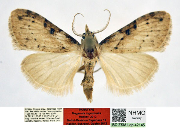 /filer/webapps/moths/media/images/I/ingeminata_Meganola_PT_NHMO.jpg