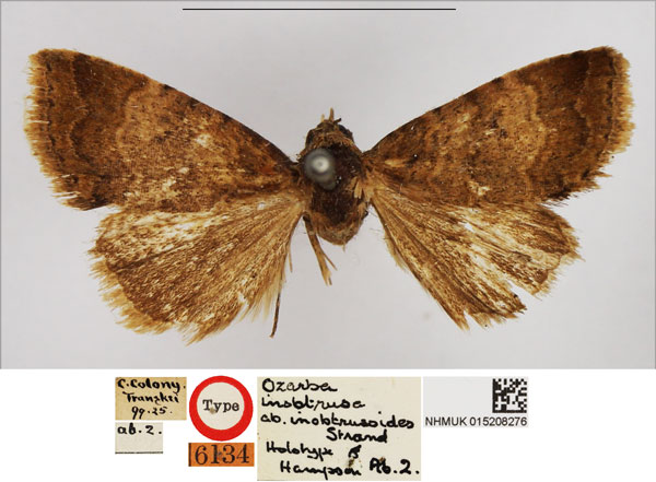 /filer/webapps/moths/media/images/I/inobtrusoides_Ozarba_HT_NHMUK.jpg