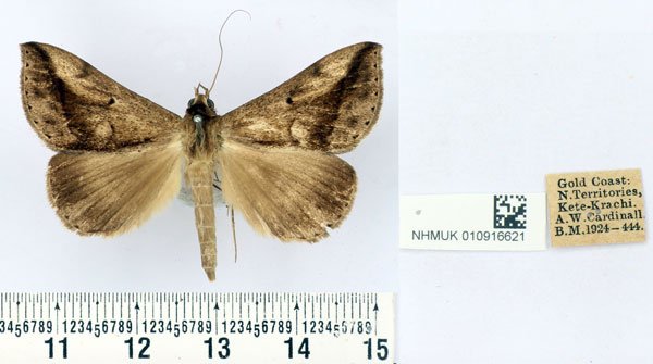 /filer/webapps/moths/media/images/I/inornata_Parachalciope_AM_BMNH.jpg