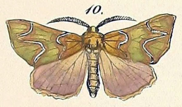 /filer/webapps/moths/media/images/I/insciata_Axia_HT_Felder_1875_129-10.jpg