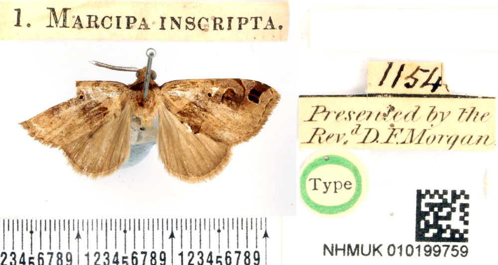 /filer/webapps/moths/media/images/I/inscripta_Marcipa_HT_BMNH.jpg