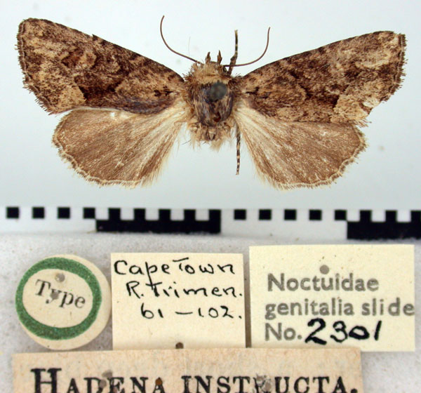 /filer/webapps/moths/media/images/I/instructa_Hadena_HT_BMNH.jpg