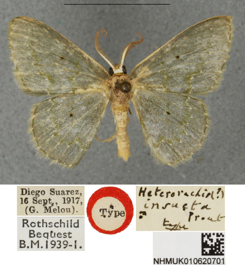 /filer/webapps/moths/media/images/I/insueta_Heterorachis_HT_BMNH.jpg