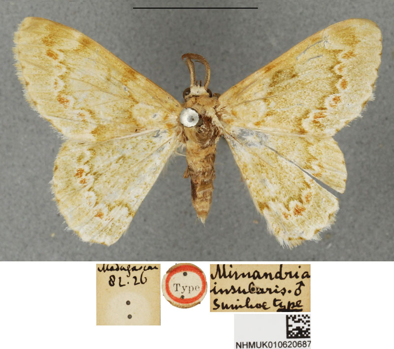 /filer/webapps/moths/media/images/I/insularis_Mimandria_STM_BMNH.jpg