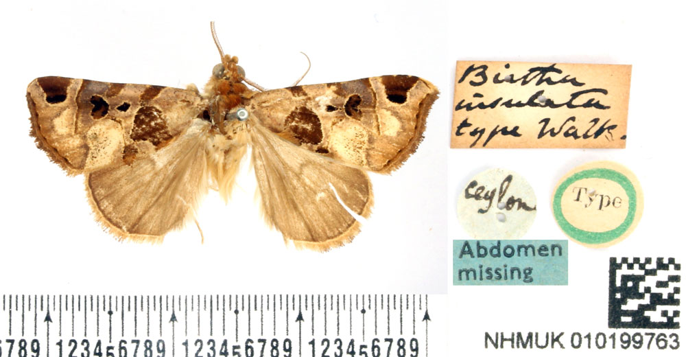 /filer/webapps/moths/media/images/I/insulata_Birtha_HT_BMNH.jpg