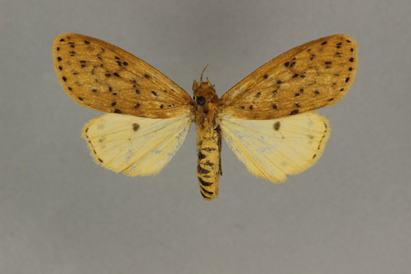 /filer/webapps/moths/media/images/I/intensa_Eyralpenus_LT_BMNH.jpg
