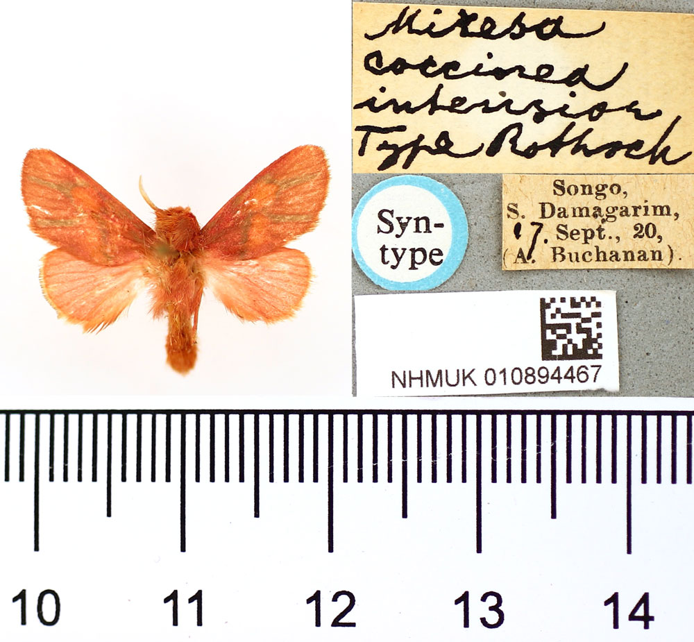 /filer/webapps/moths/media/images/I/intensior_Miresa_ST_BMNH.jpg