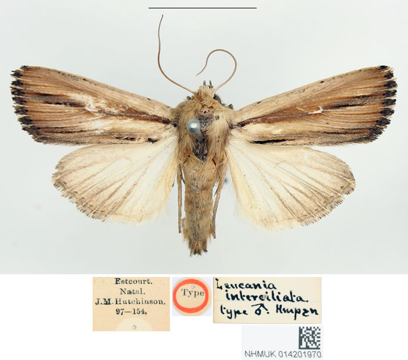 /filer/webapps/moths/media/images/I/interciliata_Leucania_HT_BMNH.jpg