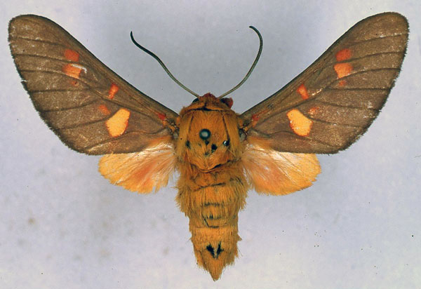 /filer/webapps/moths/media/images/I/intermedia_Balacra_HT_BMNH_01.jpg