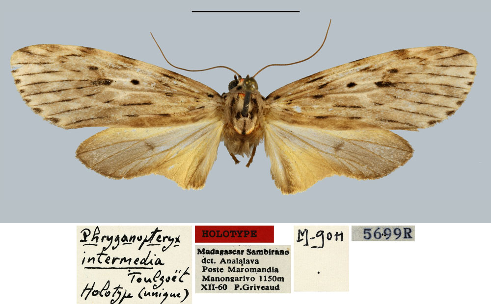 /filer/webapps/moths/media/images/I/intermedia_Phryganopteryx_HT_MNHN.jpg
