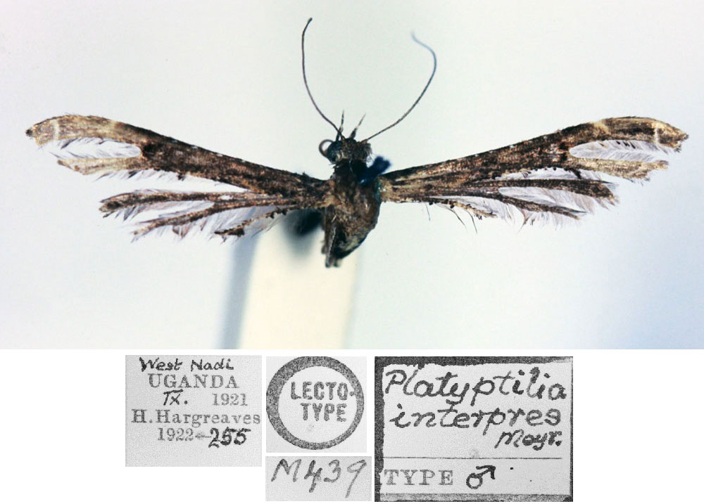 /filer/webapps/moths/media/images/I/interpres_Platyptilia_LT_BMNH.jpg