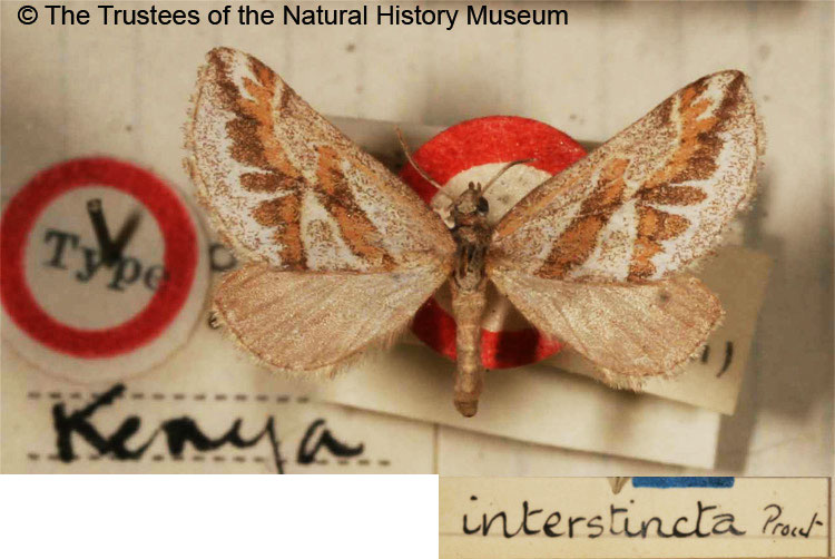 /filer/webapps/moths/media/images/I/interstincta_Conchylia_HT_BMNH.jpg