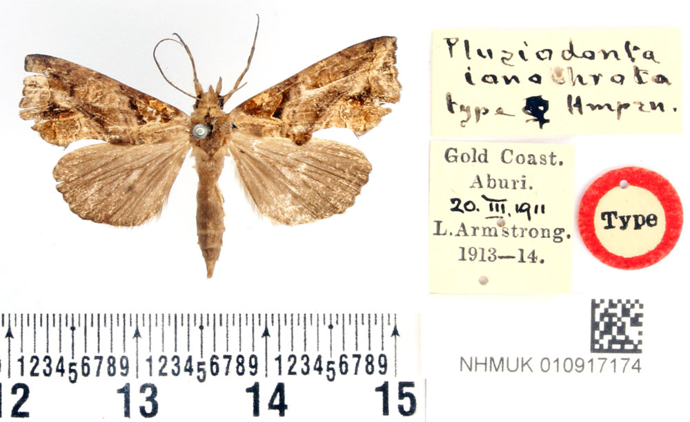 /filer/webapps/moths/media/images/I/ionochrota_Plusiodonta_HT_BMNH.jpg