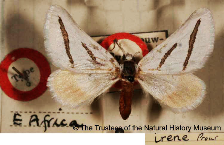 /filer/webapps/moths/media/images/I/irene_Conchylia_STM_BMNH.jpg