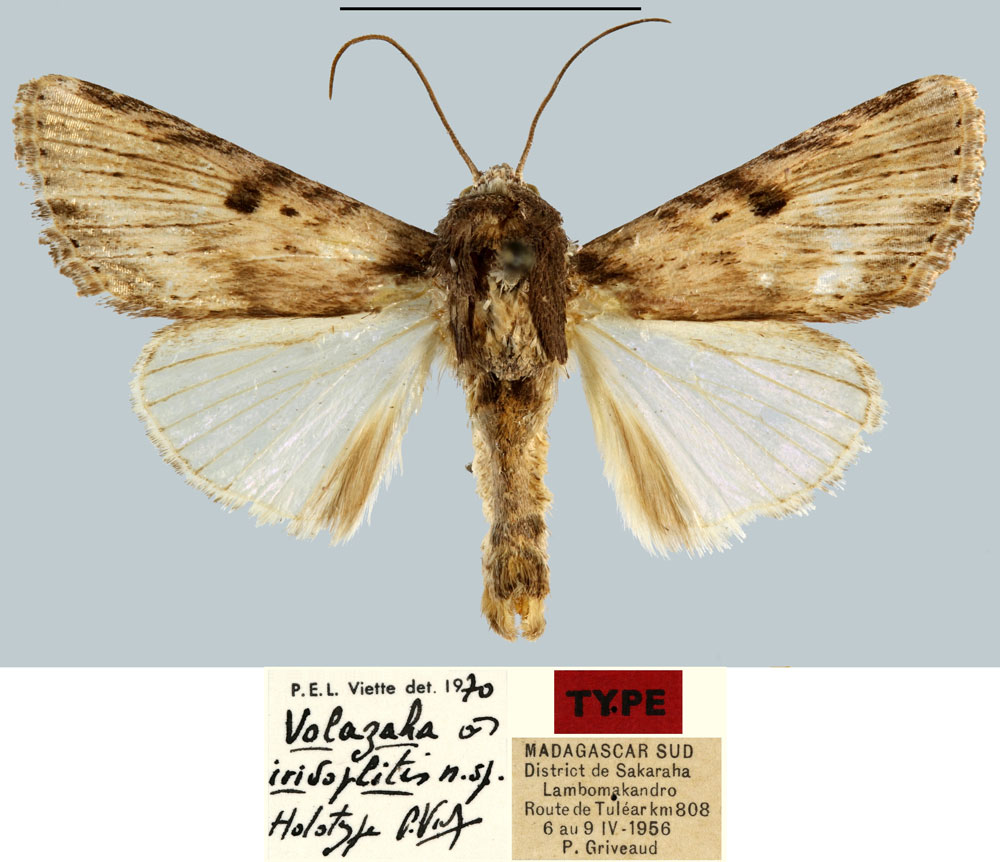 /filer/webapps/moths/media/images/I/iridoplitis_Volazaha_HT_MNHN.jpg