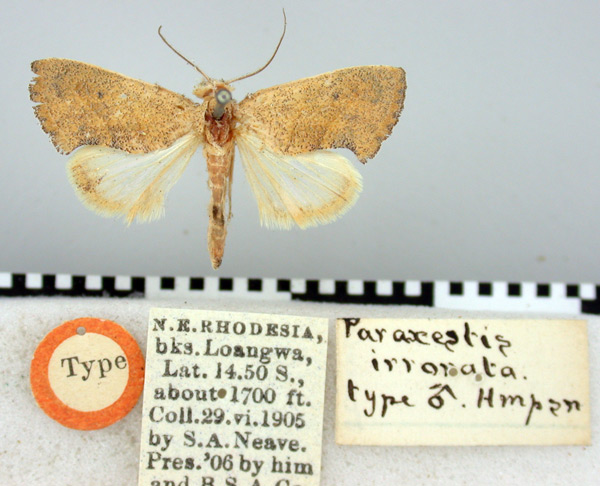 /filer/webapps/moths/media/images/I/irrorata_Paraxests_HT_BMNH.jpg