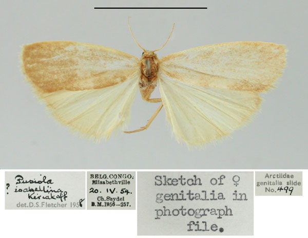 /filer/webapps/moths/media/images/I/isabellina_Pusiola_AF_BMNH.jpg