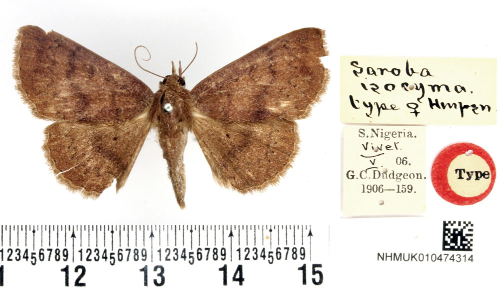 /filer/webapps/moths/media/images/I/isocyma_Saroba_HT_BMNH.jpg