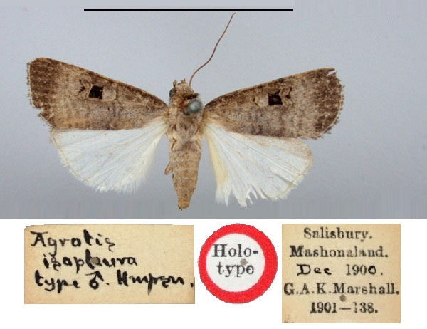 /filer/webapps/moths/media/images/I/isopleura_Agrotis_HT_BMNH.jpg