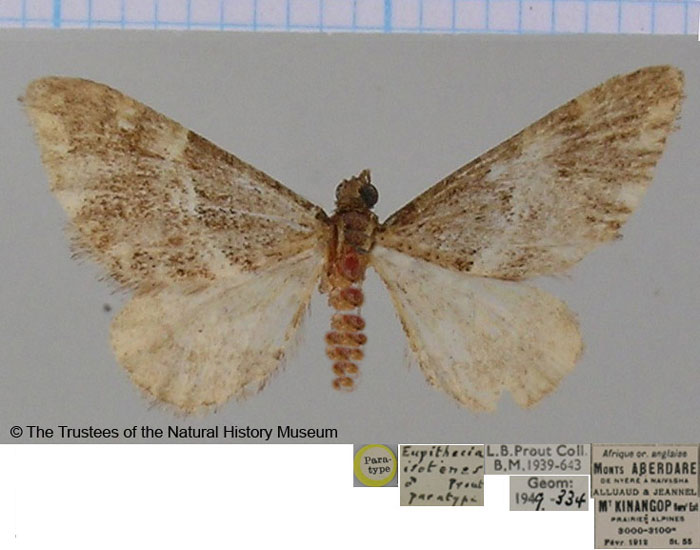 /filer/webapps/moths/media/images/I/isotenes_Eupithecia_PTF_BMNH.jpg