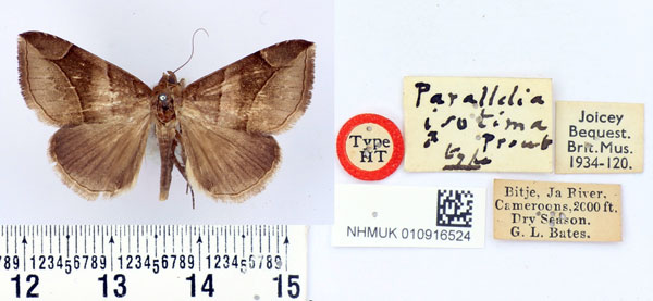 /filer/webapps/moths/media/images/I/isotima_Parallelia_HT_BMNH.jpg