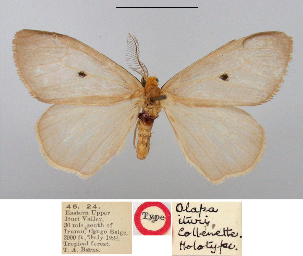 /filer/webapps/moths/media/images/I/ituri_Olapa_HT_BMNH.jpg