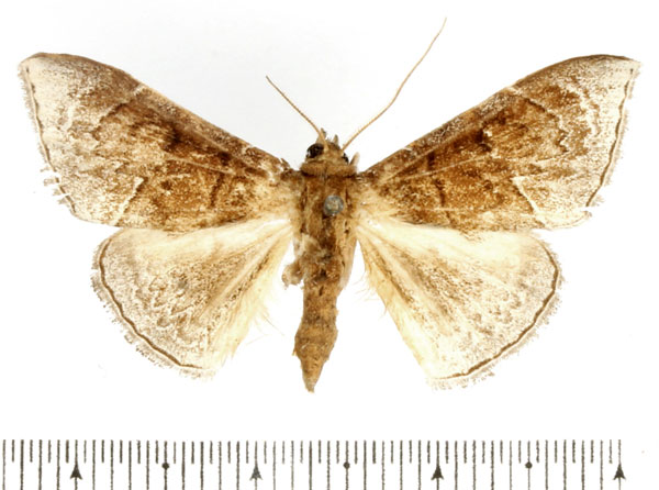 /filer/webapps/moths/media/images/I/ituriensis_Euippodes_AM_BMNH.jpg