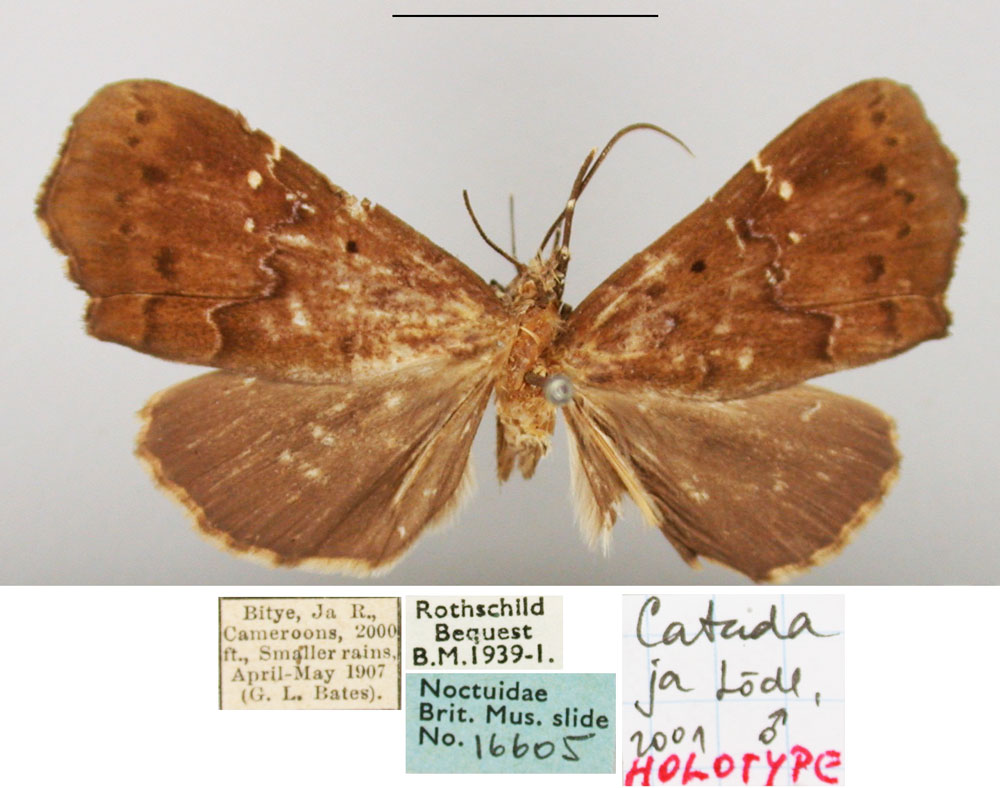 /filer/webapps/moths/media/images/J/ja_Catada_HT_BMNH.jpg