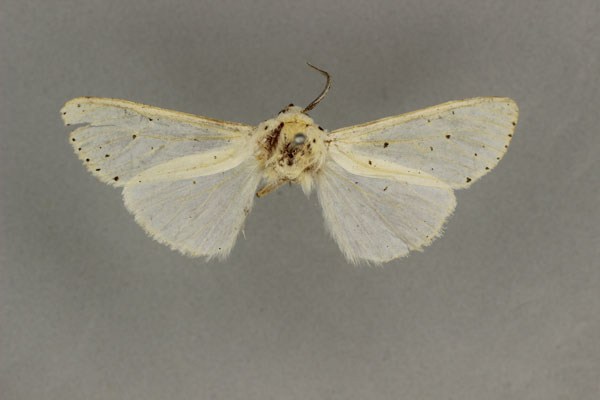 /filer/webapps/moths/media/images/J/jacksoni_Alpenus_HT_BMNH.jpg
