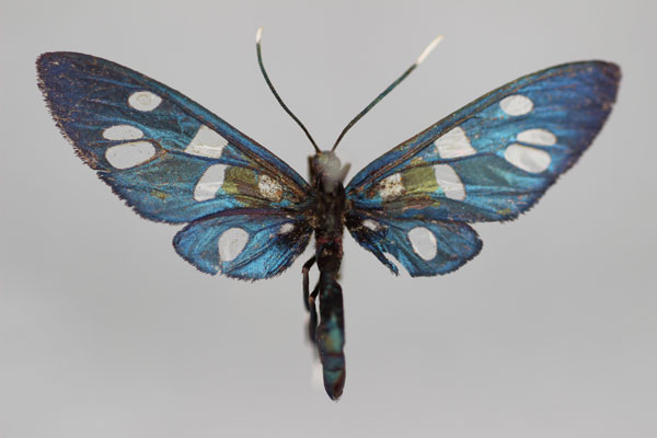 /filer/webapps/moths/media/images/J/jacksoni_Amata_A_BMNH.jpg