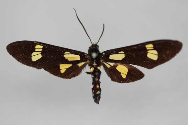 /filer/webapps/moths/media/images/J/jacksoni_Euchromia_HT_BMNH.jpg