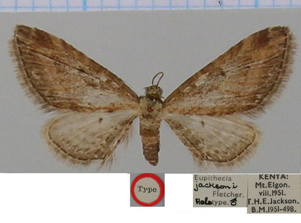 /filer/webapps/moths/media/images/J/jacksoni_Eupithecia_HT_BMNH.jpg
