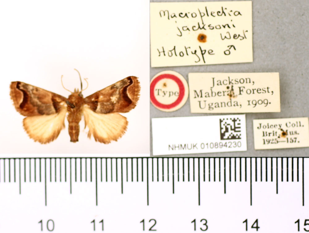 /filer/webapps/moths/media/images/J/jacksoni_Macroplectra_HT_BMNH.jpg
