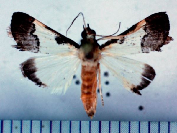 /filer/webapps/moths/media/images/J/jacobsalis_Autocharis_A_Poltavsky.jpg