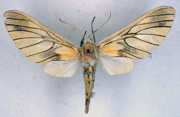 /filer/webapps/moths/media/images/J/jaensis_Balacra_HT_BMNH_01.jpg
