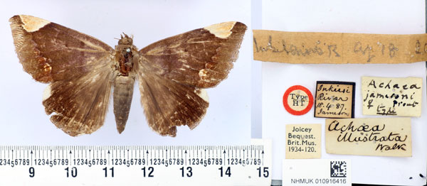 /filer/webapps/moths/media/images/J/jamesoni_Achaea_HT_BMNH.jpg