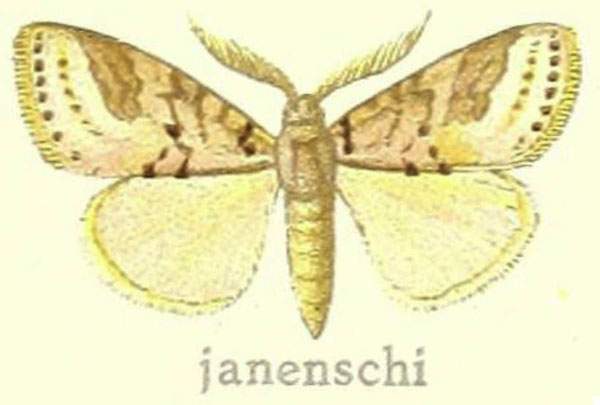 /filer/webapps/moths/media/images/J/janenschi_Laelia_HT_Hering_27g.jpg