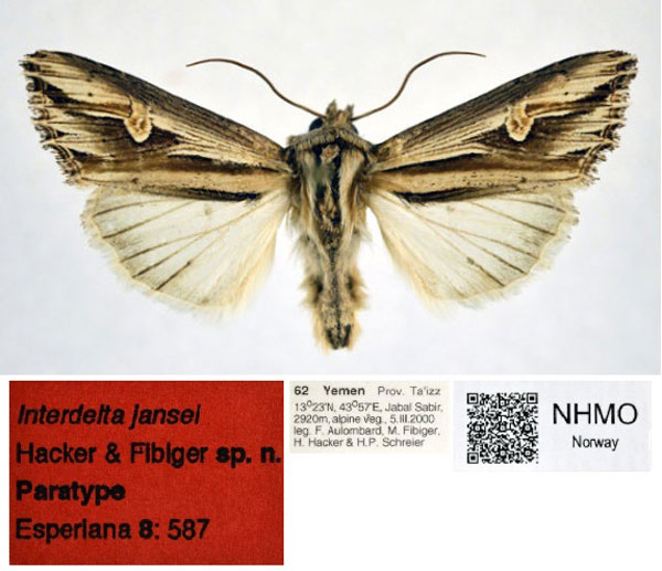 /filer/webapps/moths/media/images/J/jansei_Interdelta_PT_NHMO.jpg