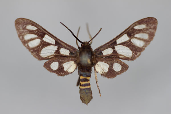 /filer/webapps/moths/media/images/J/johanna_Amata_HT_BMNH.jpg