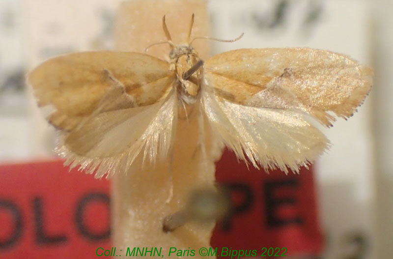 /filer/webapps/moths/media/images/J/johanna_Odites_HT_MNHN.jpg