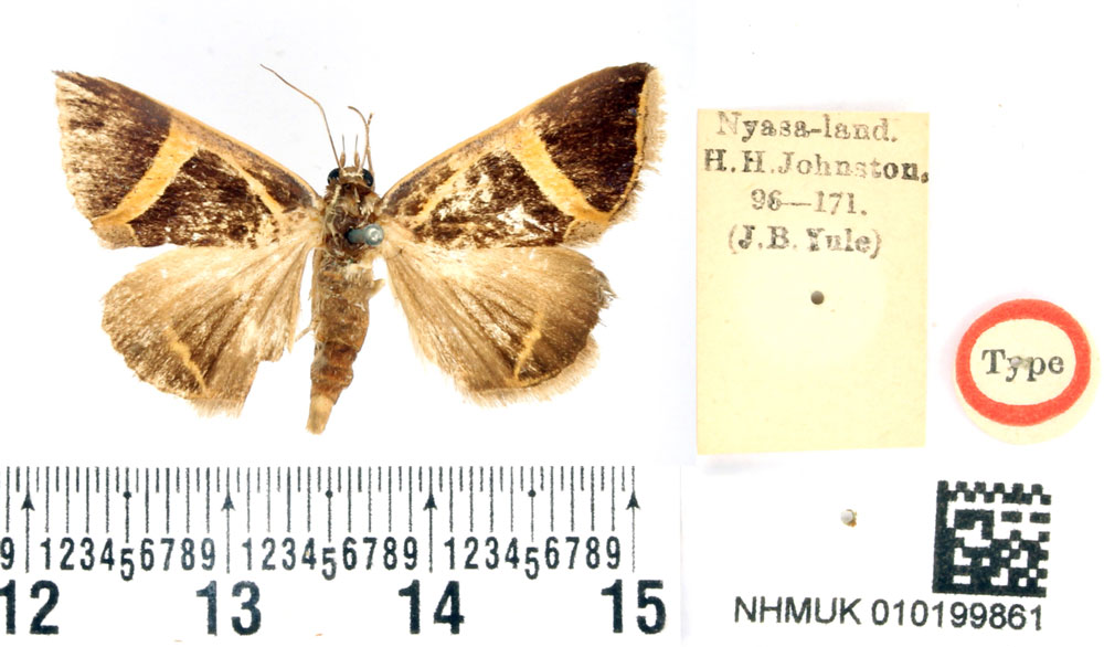 /filer/webapps/moths/media/images/J/johnstoni_Fodina_HT_BMNH.jpg