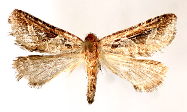 /filer/webapps/moths/media/images/J/jordani_Afrotheora_HT_BMNH.jpg
