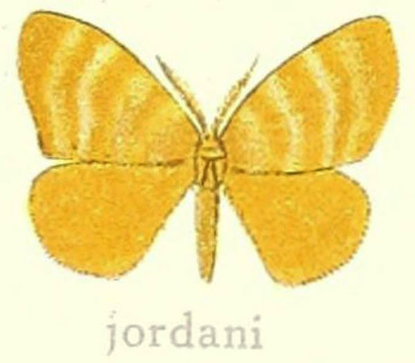 /filer/webapps/moths/media/images/J/jordani_Leptaroa_HT_Hering_22f.jpg